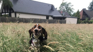 Hunde in Bremen – Das müssen Sie beachten!