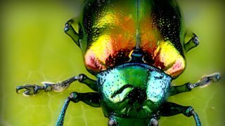 Bremer Blogs: Sechs Autorinnen und Autoren über das Corona-Virus