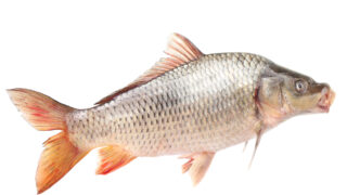 Silvestertraditionen – von Fischschuppen, Himmelskäfern und einem giftigen Orakel