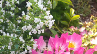 Gartenhelden Bremen: Ein Podcast inspiriert zum Insektenschutz