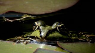 Tierisch im Fokus: Fotokunst von Christian-Hans Bültemeier in der Stadtteilfiliale Horn-Lehe