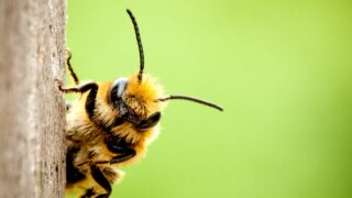 Bremer Imkerverein feiert großes Jubiläum