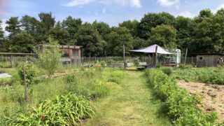 Gemeinschaftsgarten „Elli“ in Huchting: Hier wächst mehr als Gemüse